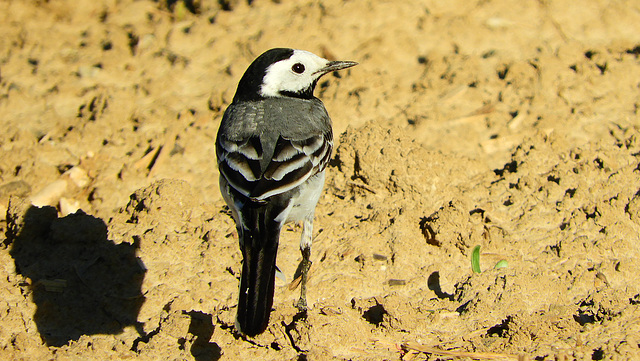 Motacilla alba