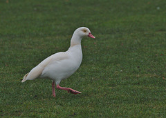 EF7A0010 White Egyptian Goose