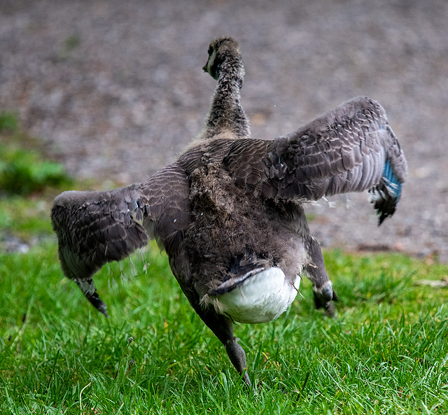 Gosling