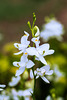 Calopogon tuberosus forma albiflorus (Common Grass-pink orchid) - white form in the bog garden