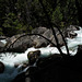 Yosemite Nat Park, Merced river L1020334