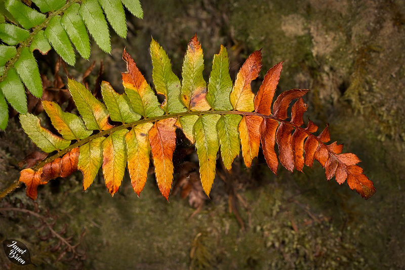 colorful-dying-fern