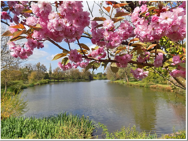 Quand le Cerisier du Japon fleurit...