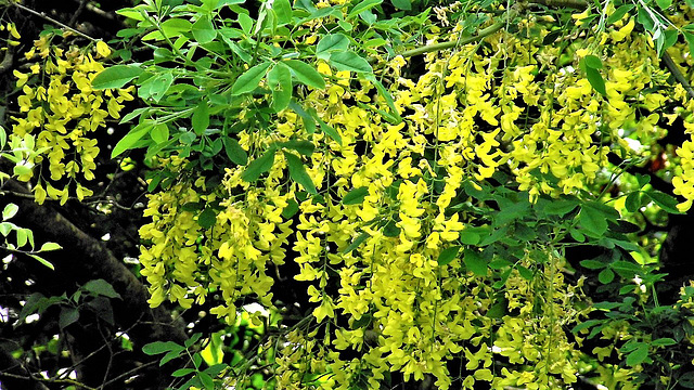 The laburnum is a wonderful tree