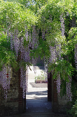 Wisteria