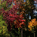 Herbstfarben (2xPiP)