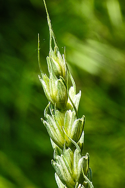 20230526 0237CPw [D~LIP] Saat-Weizen (Triticum aestivum), Bad Salzuflen