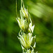 20230526 0237CPw [D~LIP] Weich-Weizen (Triticum aestivum; Synonym: Triticum vulgare Vill.), [Saat-Weizen], [Brotweizen], Bad Salzuflen
