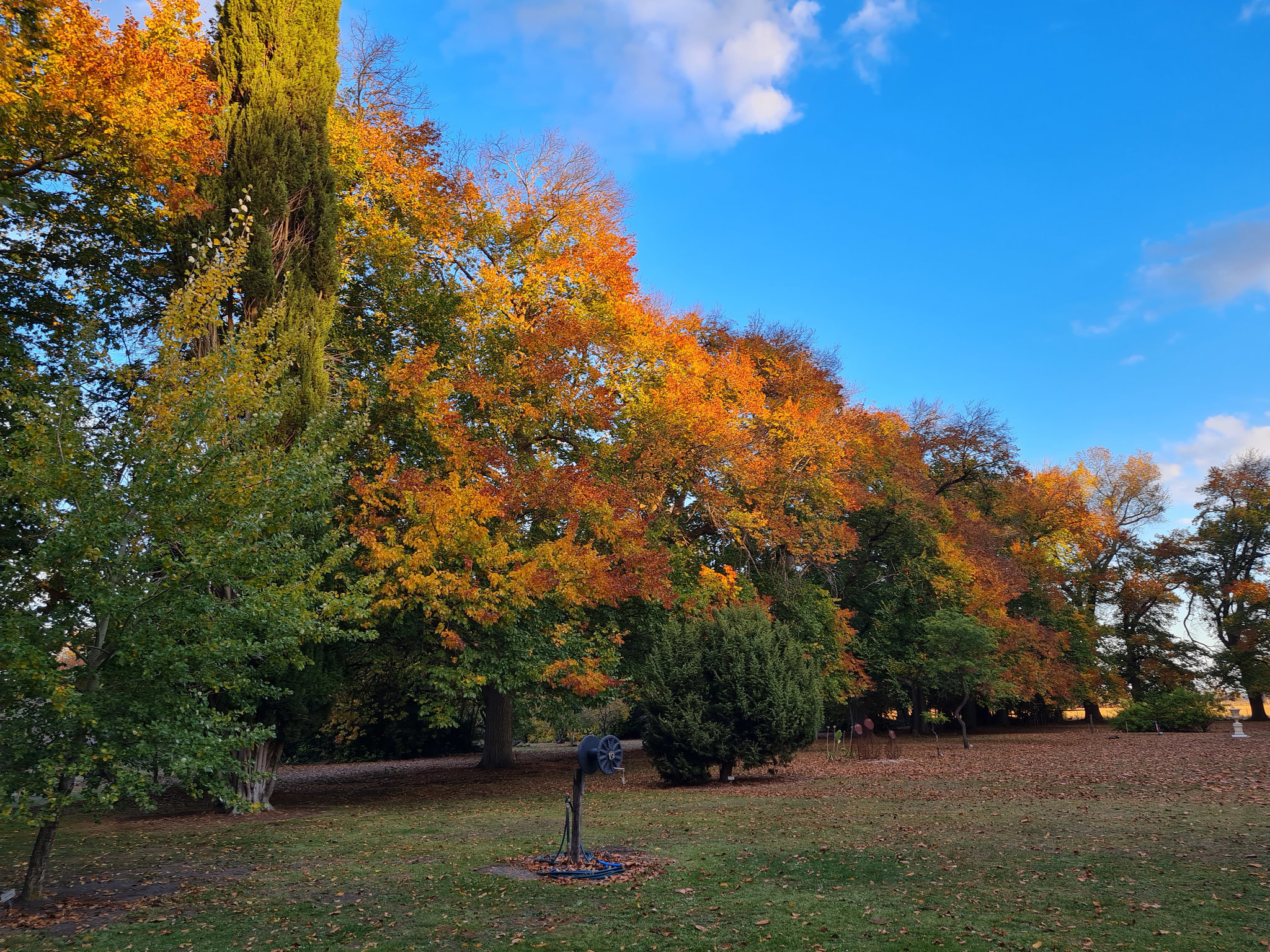 Autumn in the Coonawarra wine region