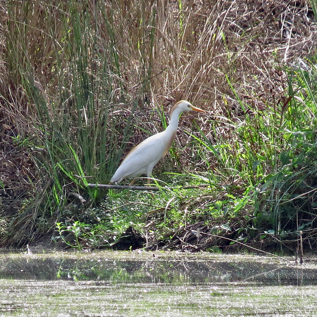 Cattle egret by the pond