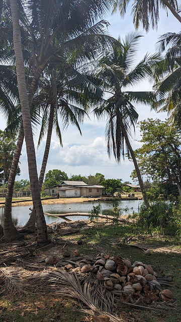 Tas de cocos en vue / Heaps of dried coconuts