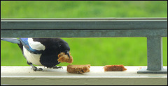 Pica  Pica  eet bruin brood gedrenkt in vet