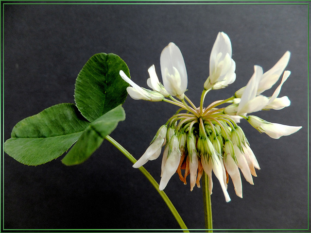 Weiß-Klee (Trifolium repens).