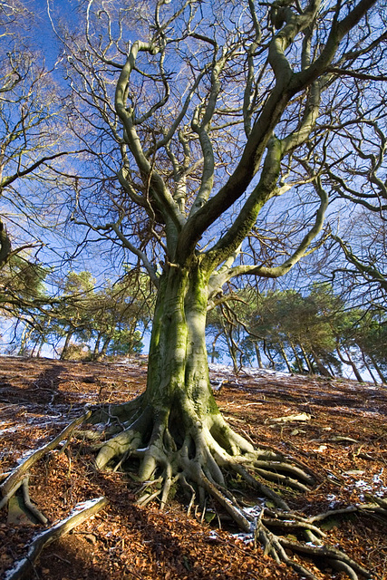 Root and Branch