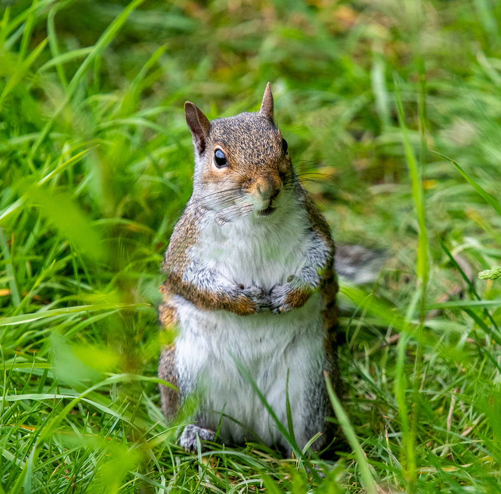 Squirrel