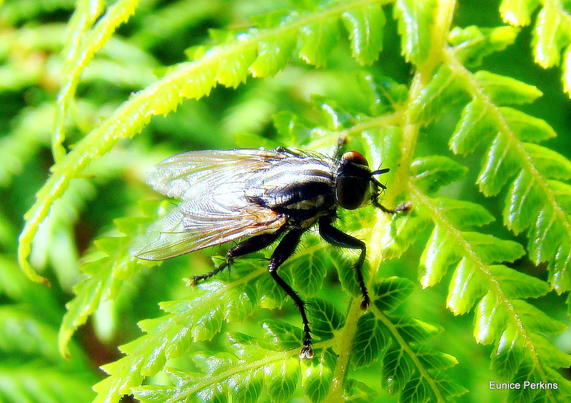 Fly On Fern