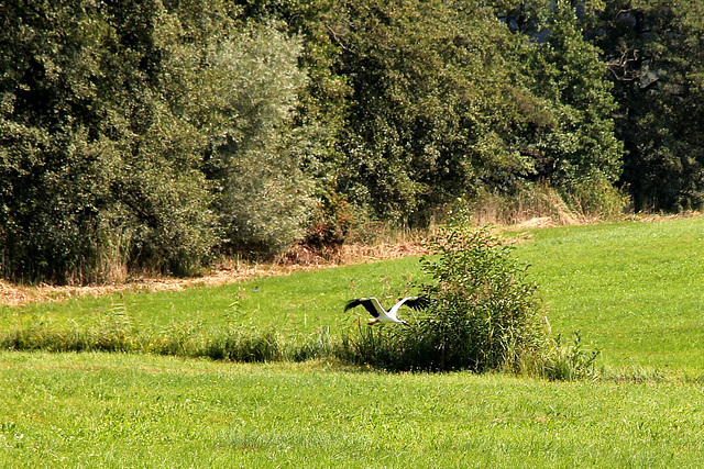 Storchenflug Start - (2Pic in Pic) Geschwindigkeit aufnehmen + Steigflug