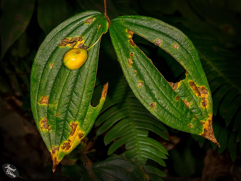 Nibbled Trillium Leaves with a Seed Pod at Tugman State Park (+6 insets)