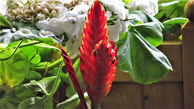 Bright red of the plant in the lounge - don't know what it it.