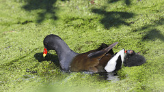 La famille Poule d'eau....