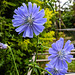 20220706 1379CPw [D~LIP] Wegwarte, Bad Salzuflen