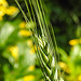 20230526 0238CPw [D~LIP] Weich-Weizen (Triticum aestivum; Synonym: Triticum vulgare Vill.), [Saat-Weizen], [Brotweizen], Bad Salzuflen