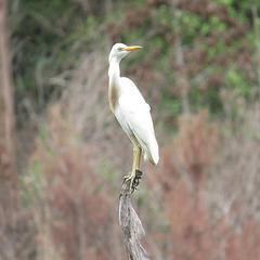 Cattle egret