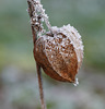 Ein Lampion im Winter - A lantern in winter