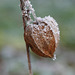 Ein Lampion im Winter - A lantern in winter