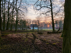 Abendstimmung auf der Waldlichtung