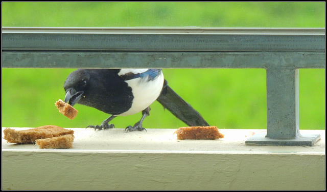 Pica  Pica  eet boterham met pindakaas