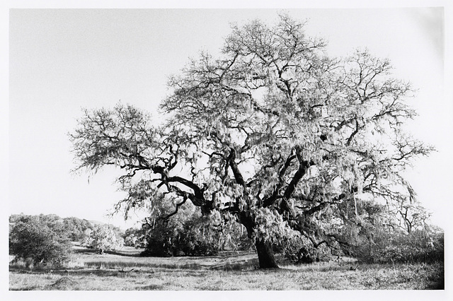 Oak and Moss