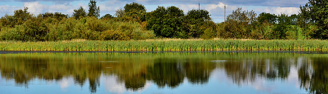 Long sweep of bullrushes