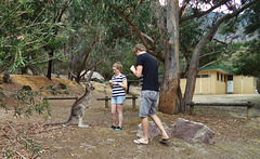 and more kangaroos