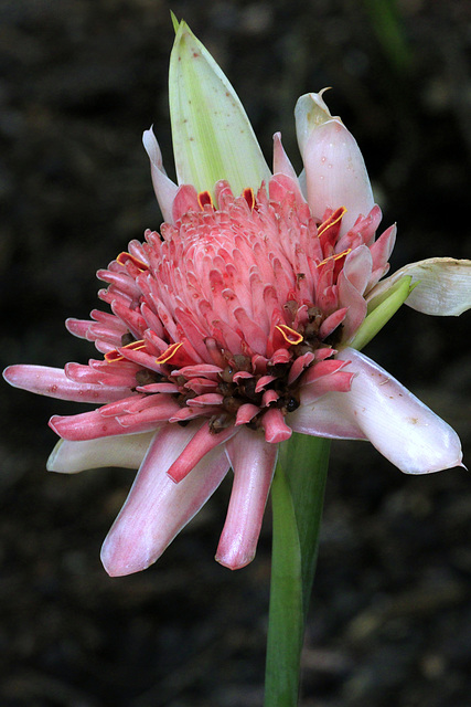 Pink Torch Ginger