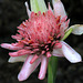 Pink Torch Ginger