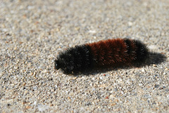 "Wooly Bear" Caterpillar