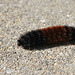 "Wooly Bear" Caterpillar