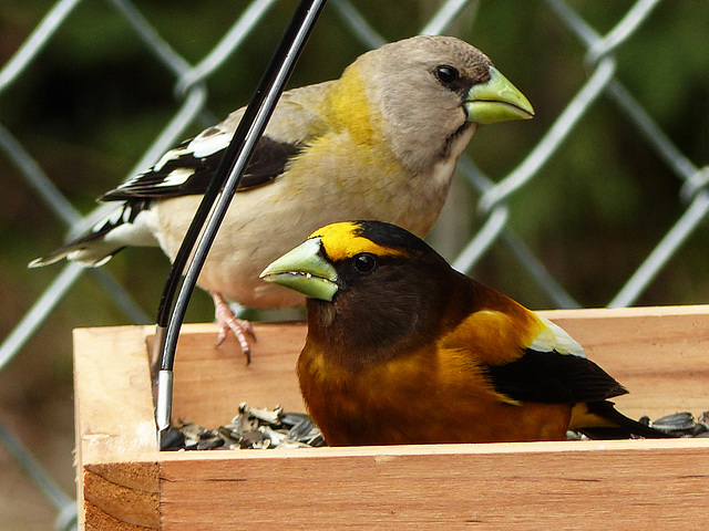 Evening Grosbeak male and female