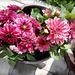 dahlias