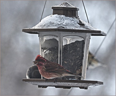 Purple finch doing his best '80-rock-star thing