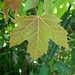 3/50 maple leaf, feuille d'érable