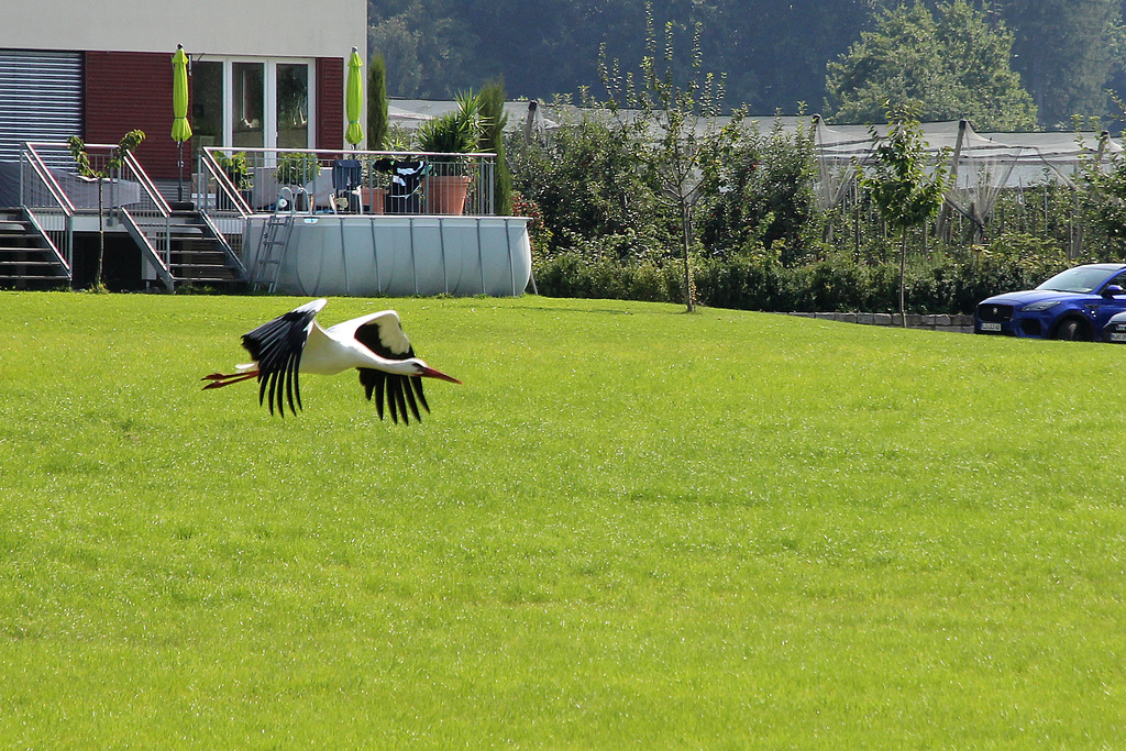 Storchenflug Geschwindigkeit aufnehmen