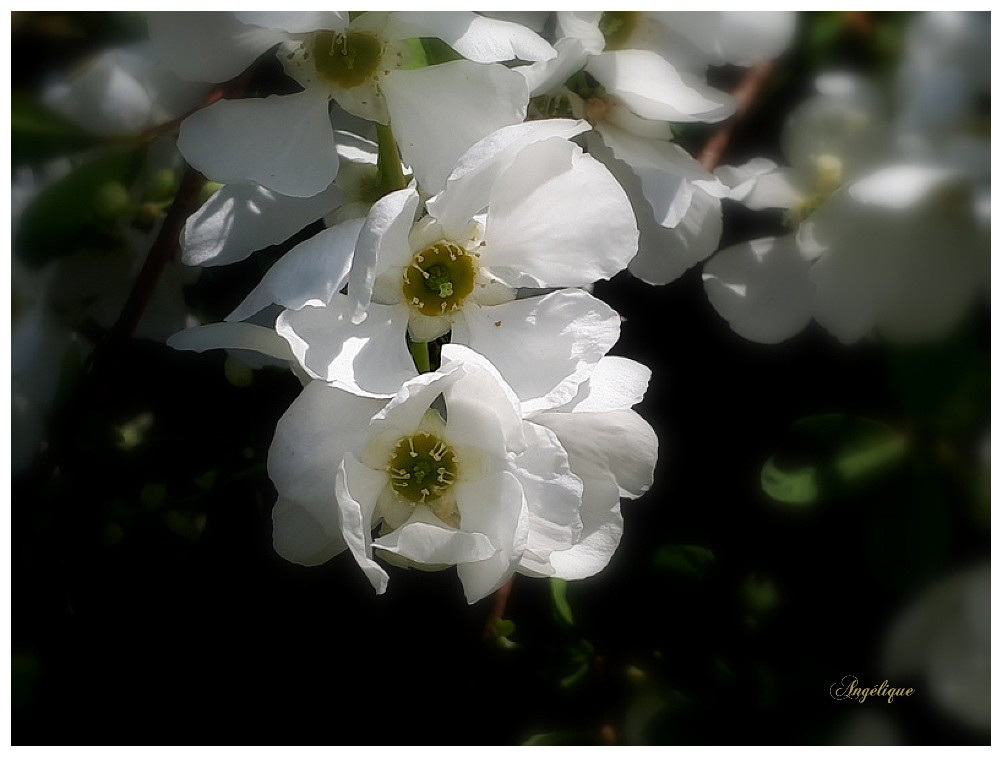 Exochorda macrantha.............Bon we à tous !