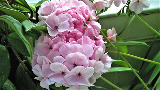 Pink geranium keeps on producing