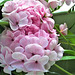 Pink geranium keeps on producing