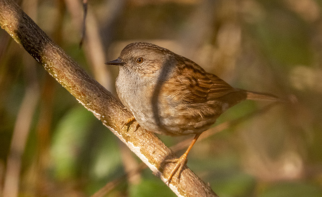 Dunnock