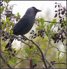 Corvus Monedula----de kauw