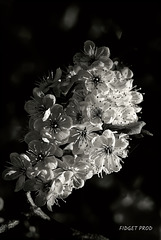 Variations.