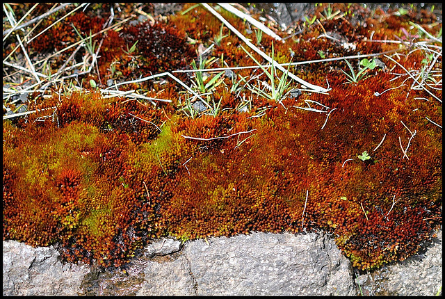 Bryum pallens